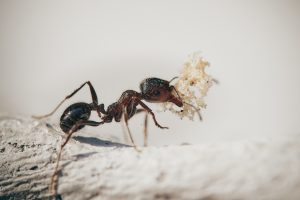 Las hormigas pueden detectar un patógeno antes de tener síntomas. Imagen: Pixabay