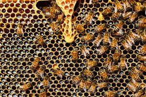 Las abejas pueden expulsar a los enfermos de la colmena. Imagen. Pixabay