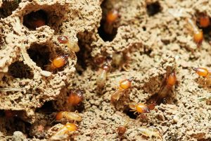 Las termitas envían señales a sus compañeras de comunidad. Imagen: Pixabay