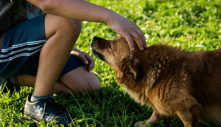 ¿Cómo detectar trastornos de piel en nuestras mascotas?