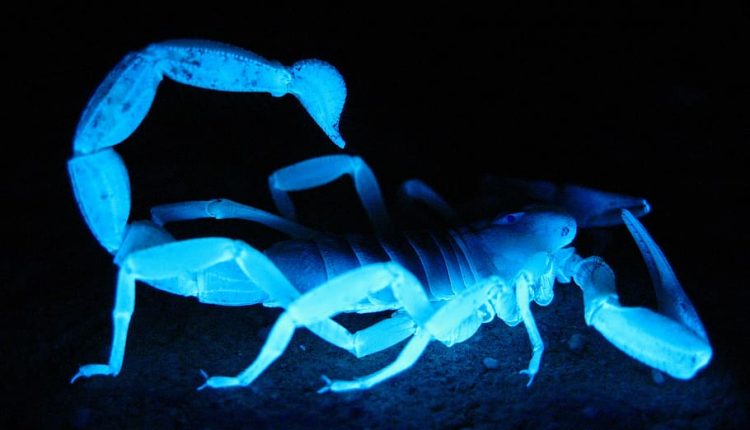 La fluorescencia en los escorpiones: ¿Cómo funciona?