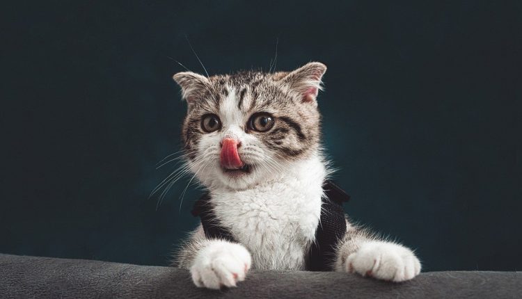 Curiosidades de los gatos confirmadas por científicos