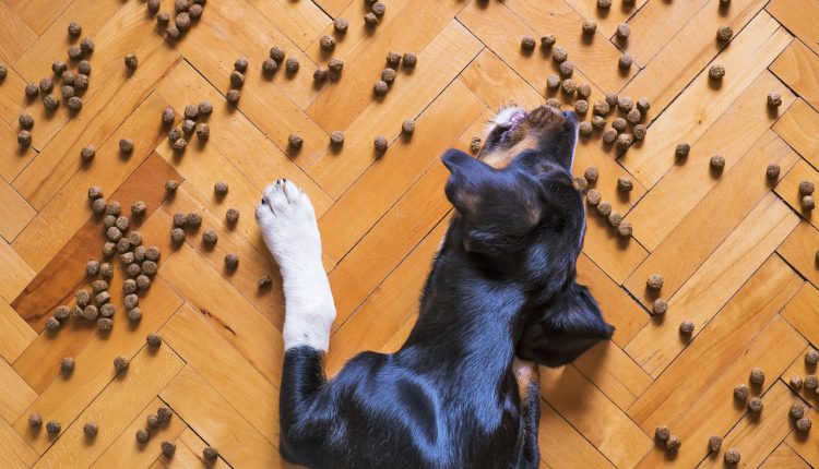 La viagra podría ayudar a tratar a perros con megaesófago