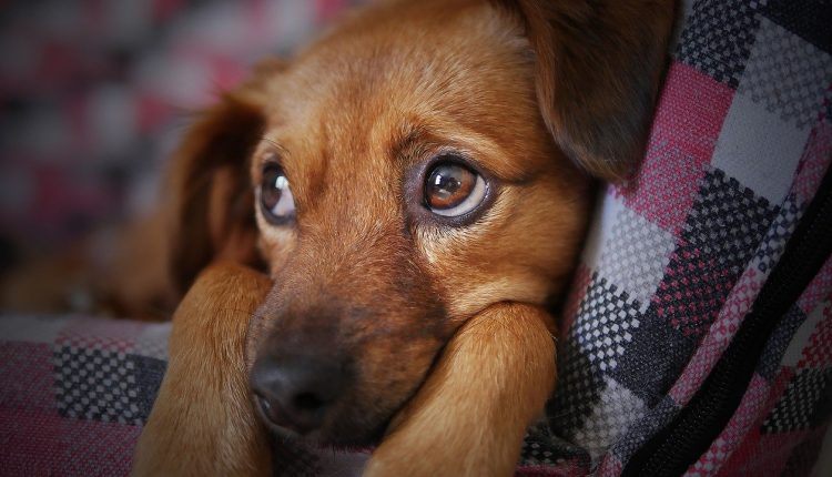 Los perros podrían sentir la muerte de un amigo canino